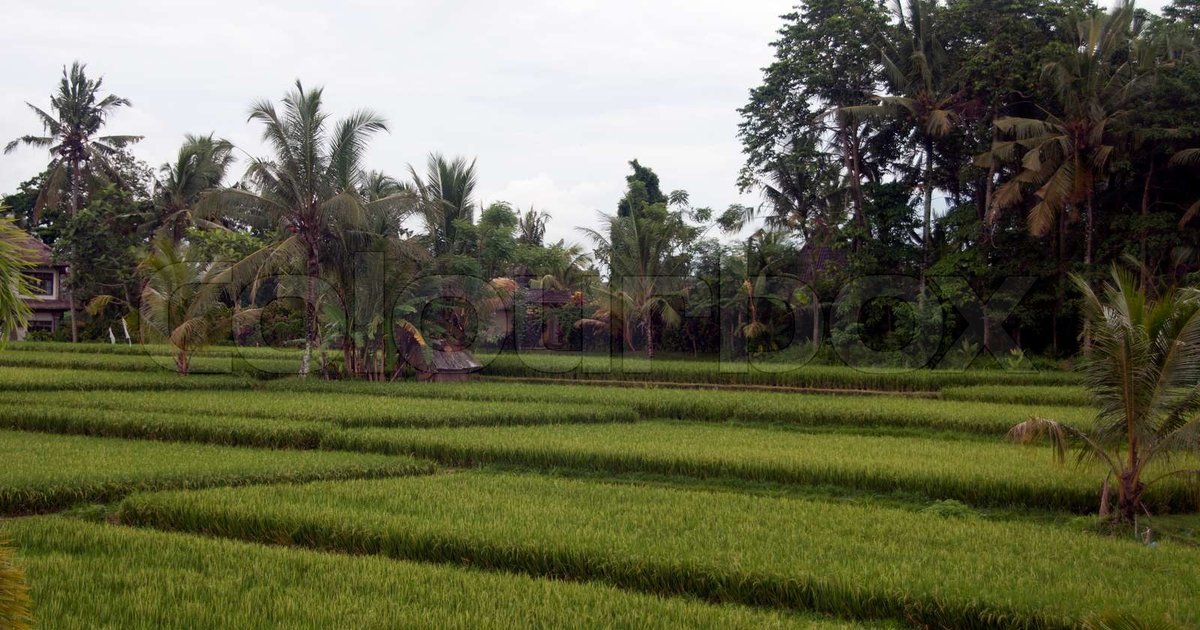 خطط إندونيسيا لبناء مخازن جديدة للأرز