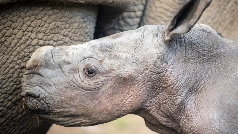Naissance d'un rhinocéros blanc au parc Dubai Safari