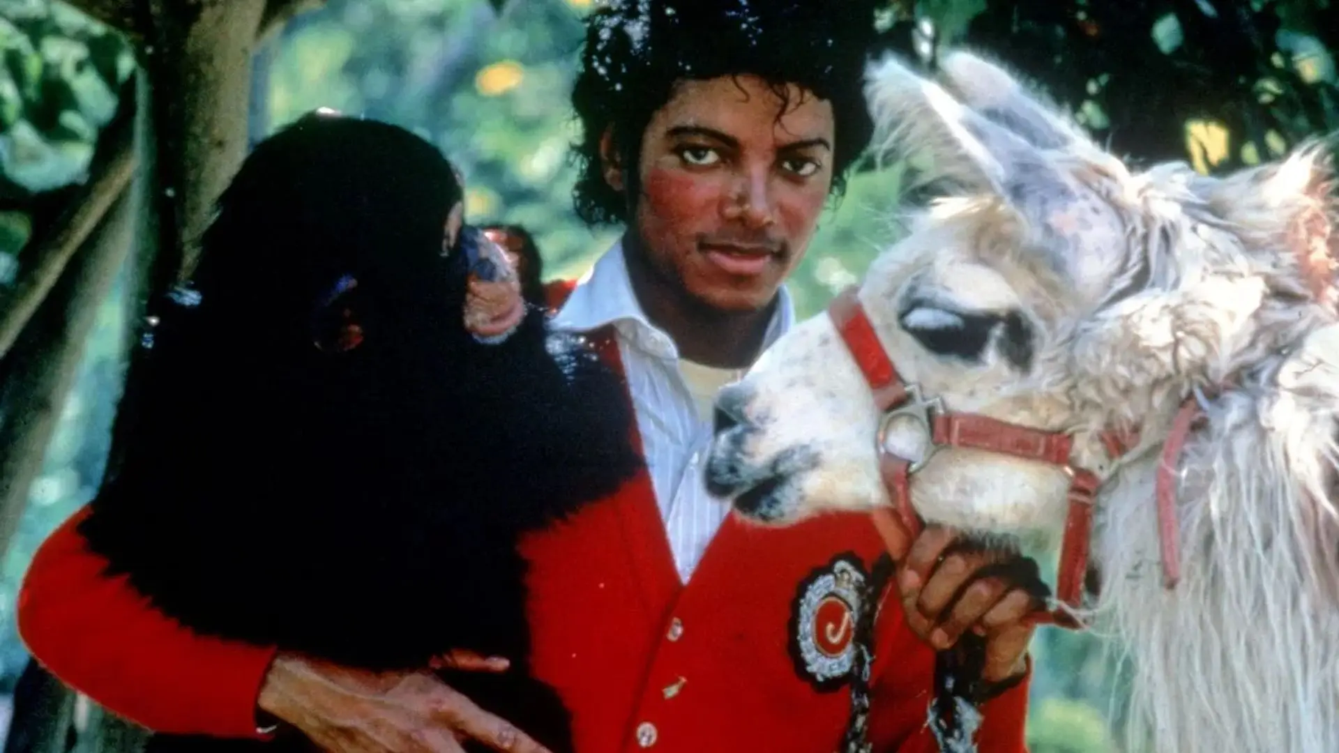 شمبانزي مايكل جاكسون بابلز يحتفل ببلوغه الأربعين