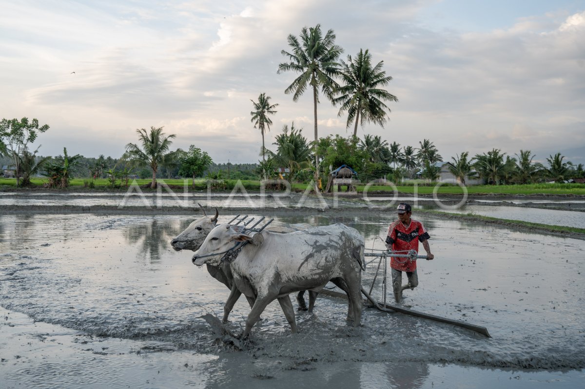 Excédent record de production de riz en Indonésie