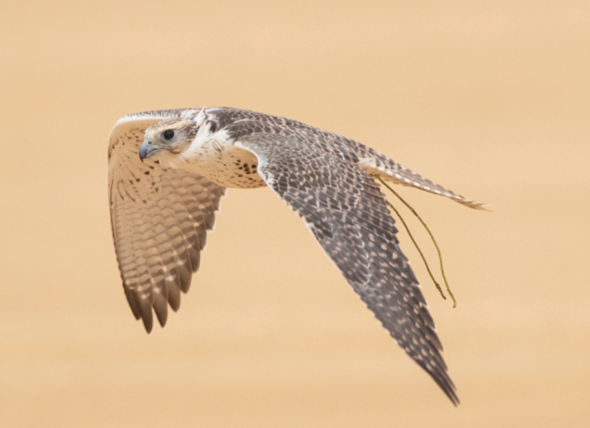 Lancer des faucons au Kazakhstan pour la conservation
