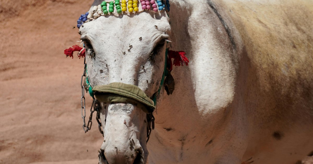 Erweiterung der Steinbrüche: Bedrohung für die Ernährungssicherheit?
