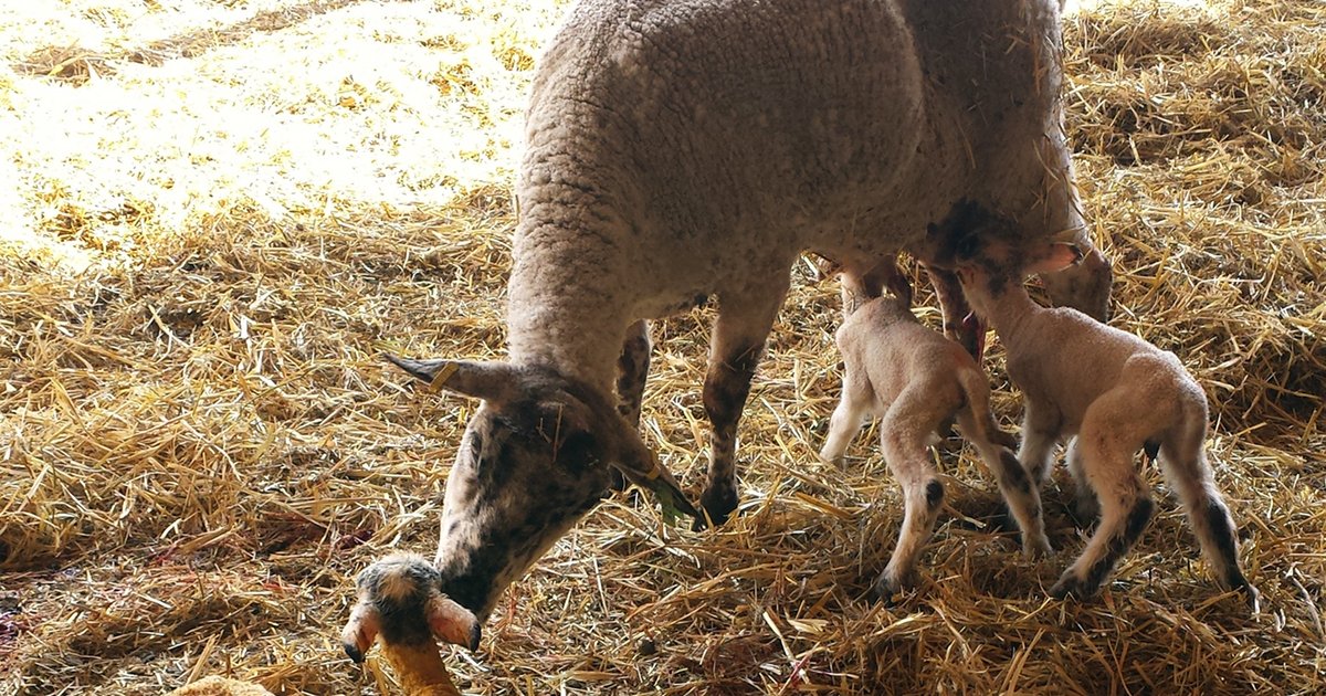 Brebis donne naissance à six agneaux rares dans le Vermont
