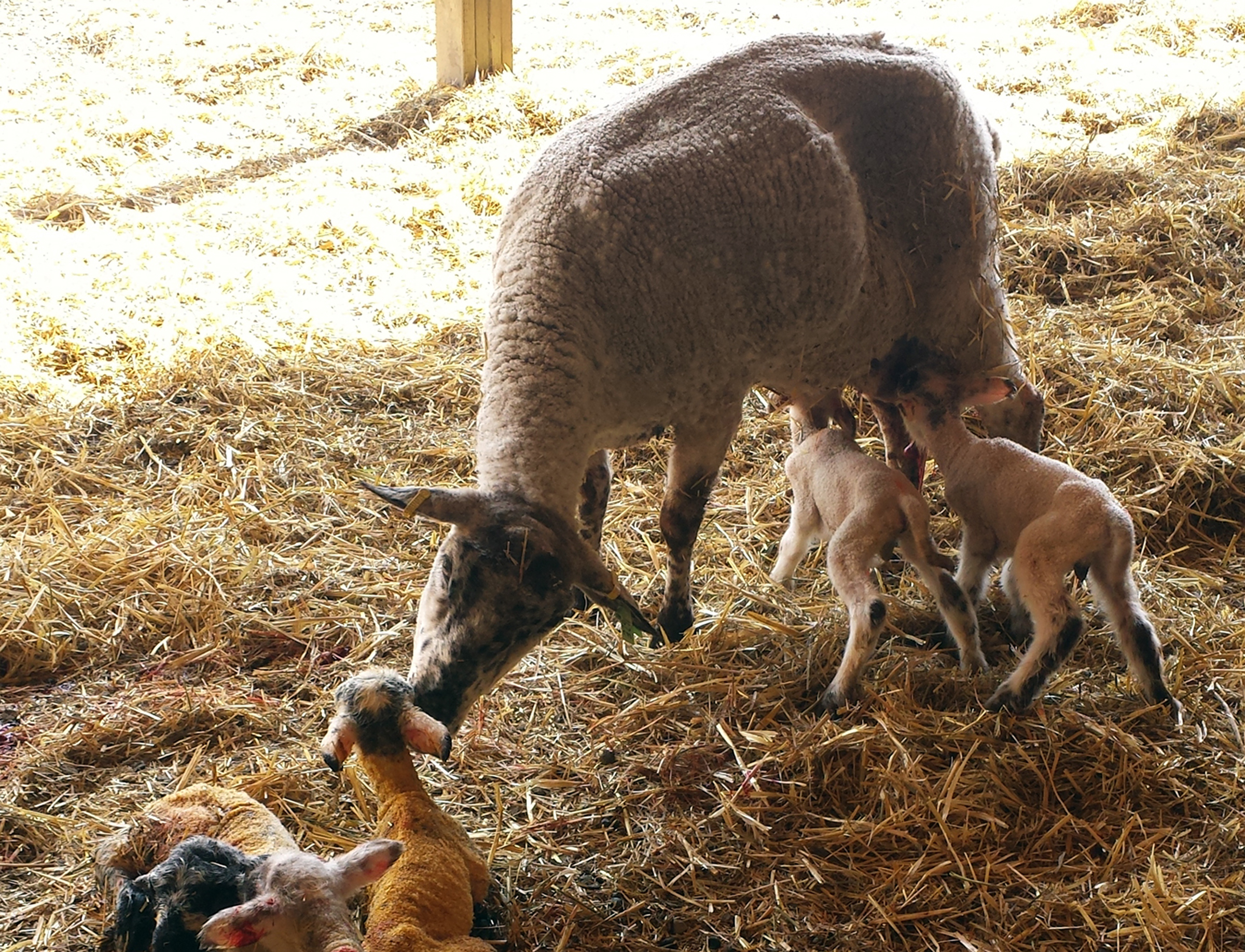 نعجة تلد ستة خراف نادرة في فيرمونت