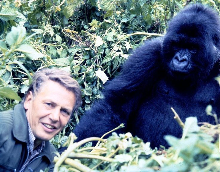 ديفيد أتينبورو والغوريلا الجبلية: لحظة تاريخية