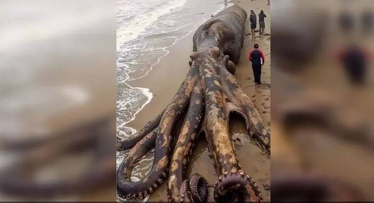 اكتشاف أخطبوطات عملاقة في المحيطات