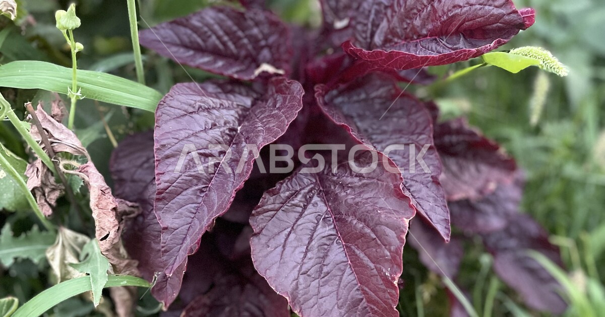 الورد الطائفي: مقوماته وشراكات دولية جديدة