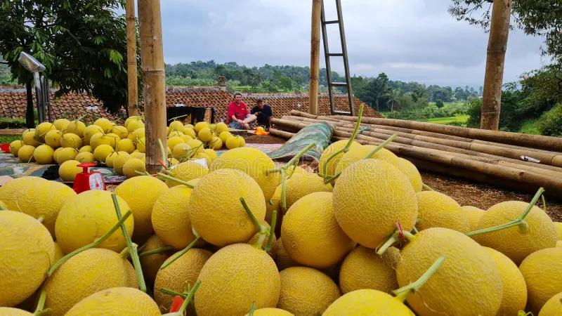 Erfolgreiche Ernte von Enthanon-Wassermelonen in Jakarta