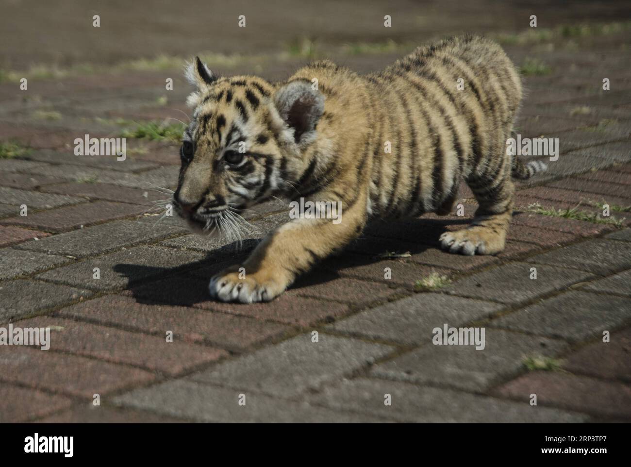 Întărirea securității biologice după moartea tigrișorilor