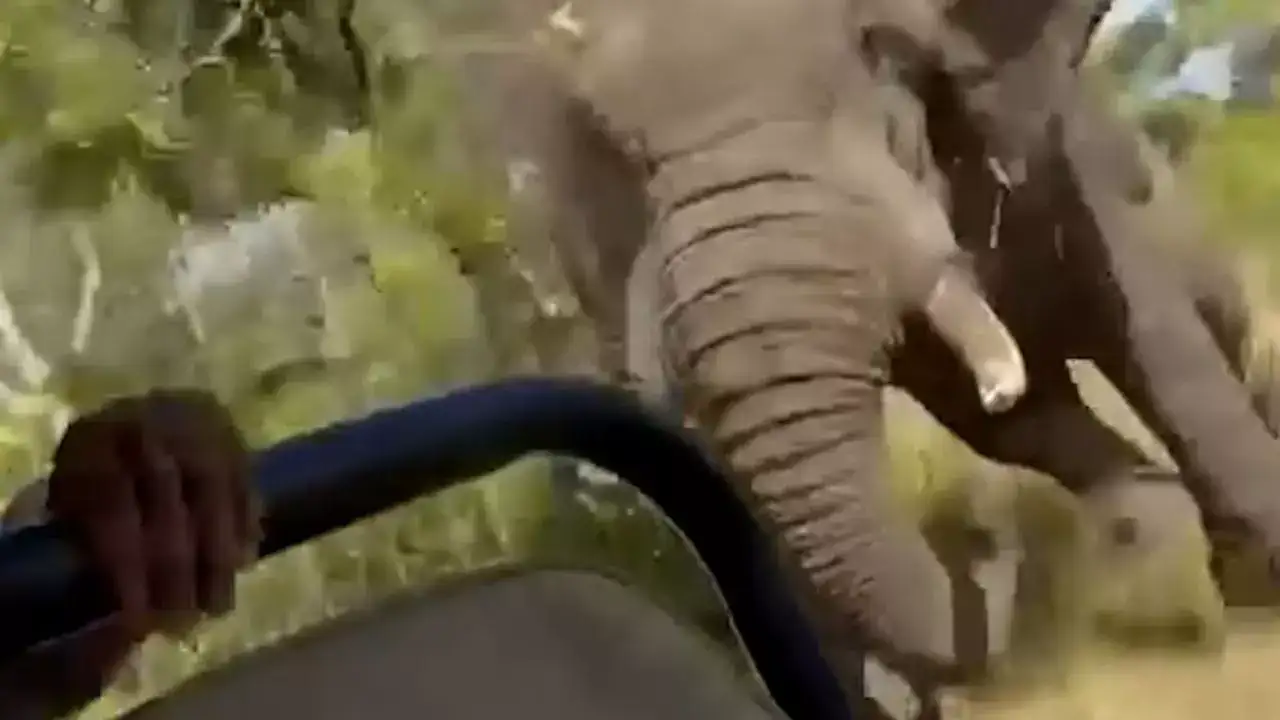 مقتل صياد أمريكي في هجوم فيل خلال سفاري في الغابون