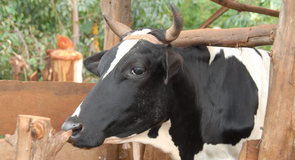 الحملة القومية للتحصين ضد الحمى القلاعية في الفيوم