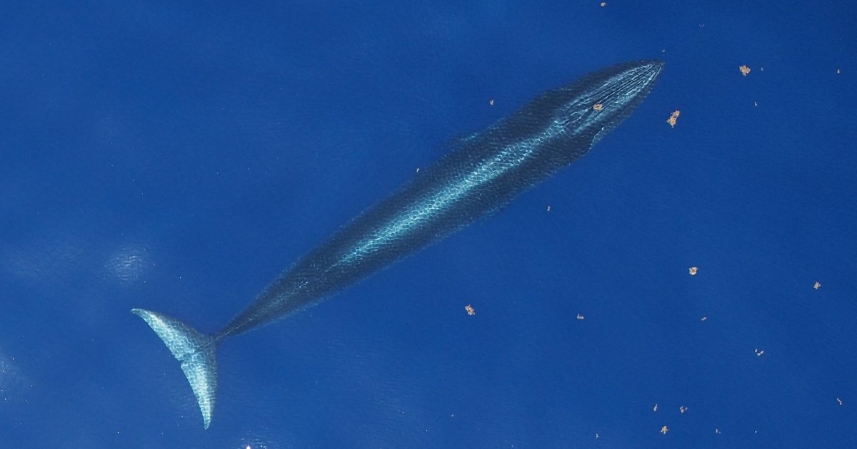 Baleine de Rice menacée par les projets d'exploration pétrolière