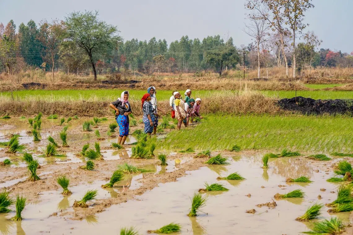 Eco-Friendly Rice Cultivation Initiative with EDB Grant