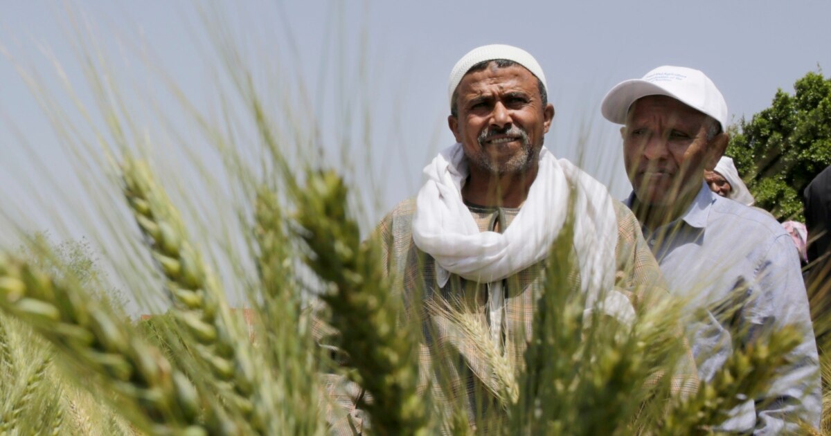 توريد 136 ألف طن من القمح في الوادي الجديد