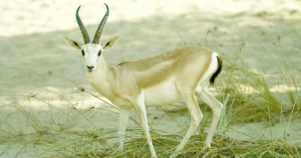 Dorcas Gazelle: Lessons in Adaptation and Resilience