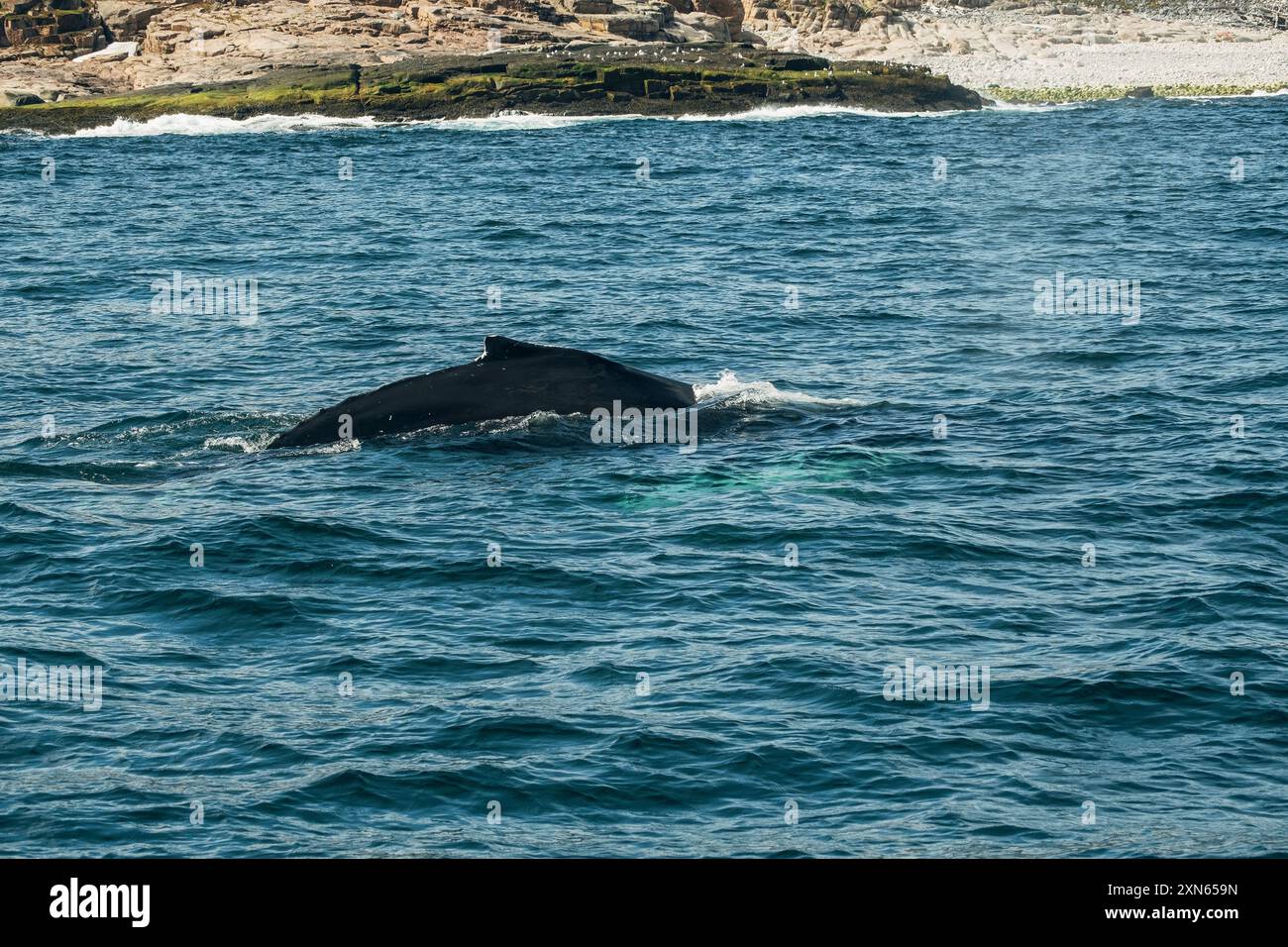 عودة حوت أحدب إلى المياه الألمانية