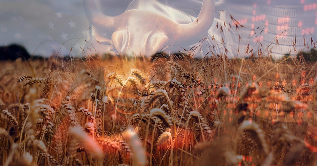 ارتفاع أسعار القمح بسبب الجفاف وارتفاع تكاليف الأسمدة