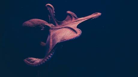 اكتشاف أخطبوطات عملاقة في العصر الطباشيري