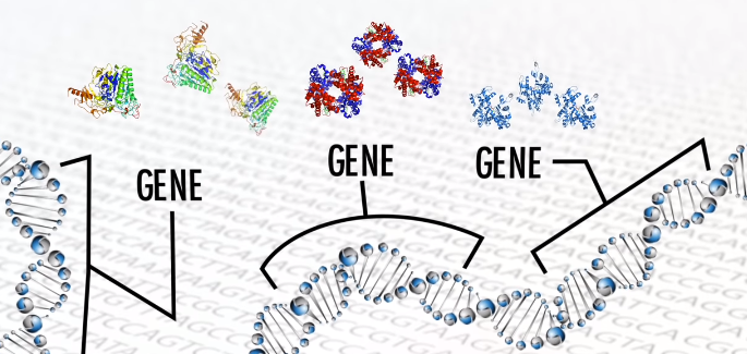 Gene Therapy Success for Sickle Cell Anemia