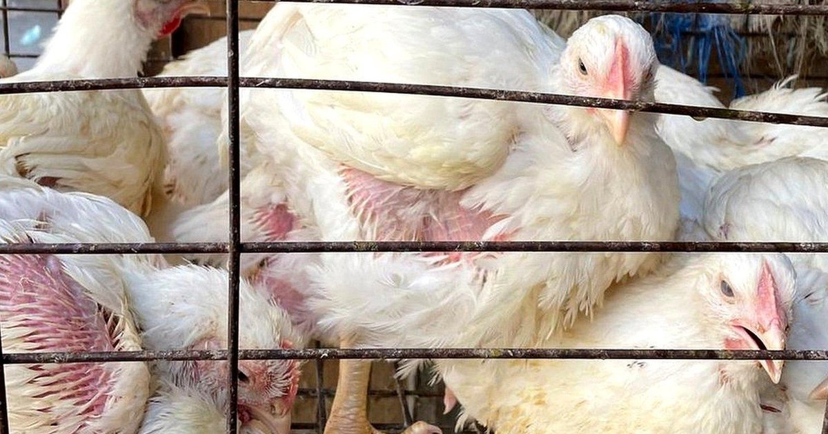 Chicken Prices in Egypt on March 28, 2026