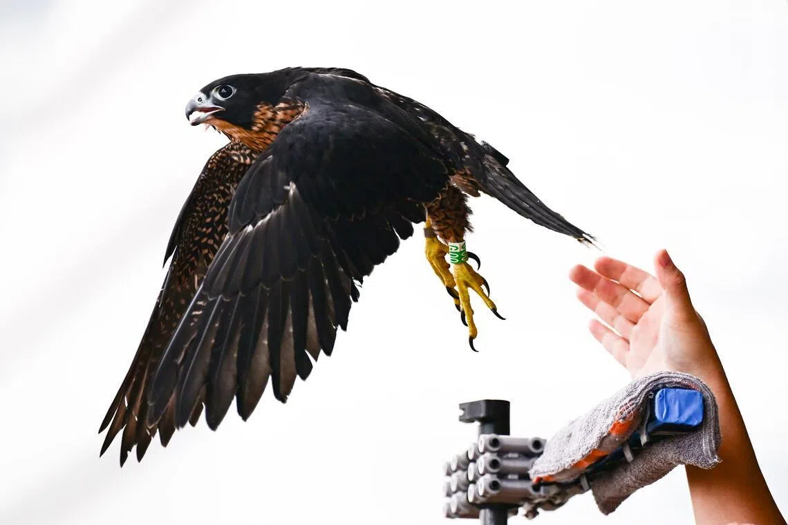 عودة صقر الشاهين إلى السماء بعد فحص طبي ناجح