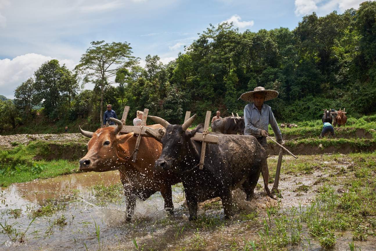 بنجارماسين تُطلق مشروع زراعة الأرز لتعزيز الأمن الغذائي