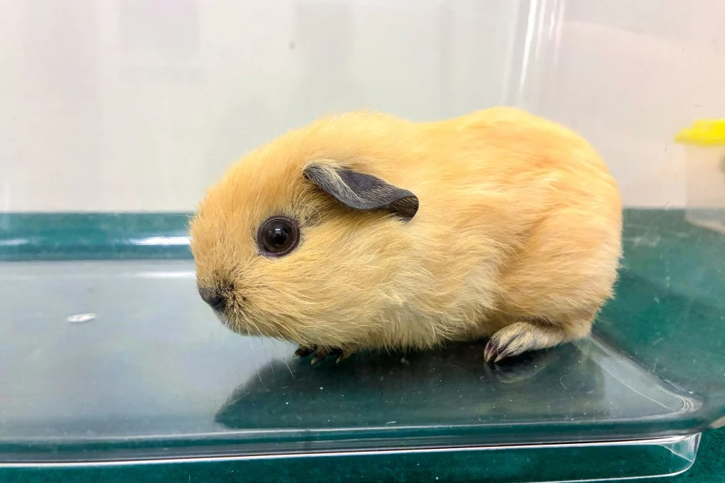 Frau in Hongkong wegen Tierhandels festgenommen
