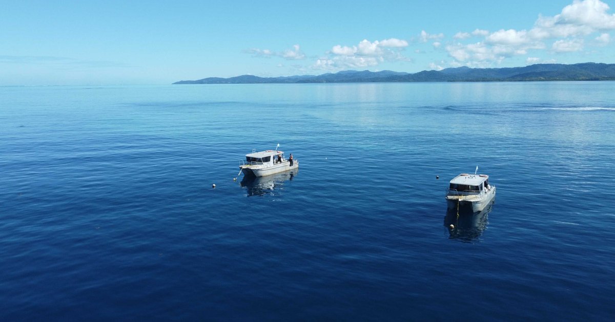 Sharks Reveal Complex Social Behavior in Deep Seas