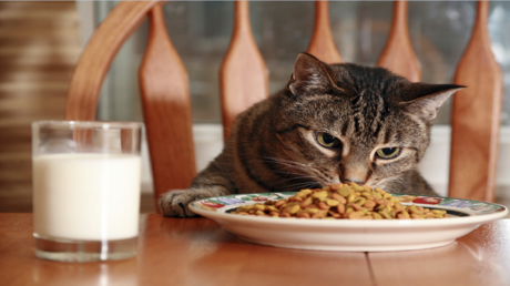 أسباب توقف القطط عن تناول الطعام