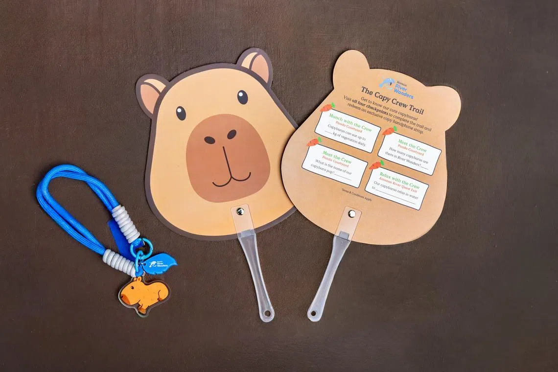 Célébrations de l'anniversaire du jeune capybara au River Wonders