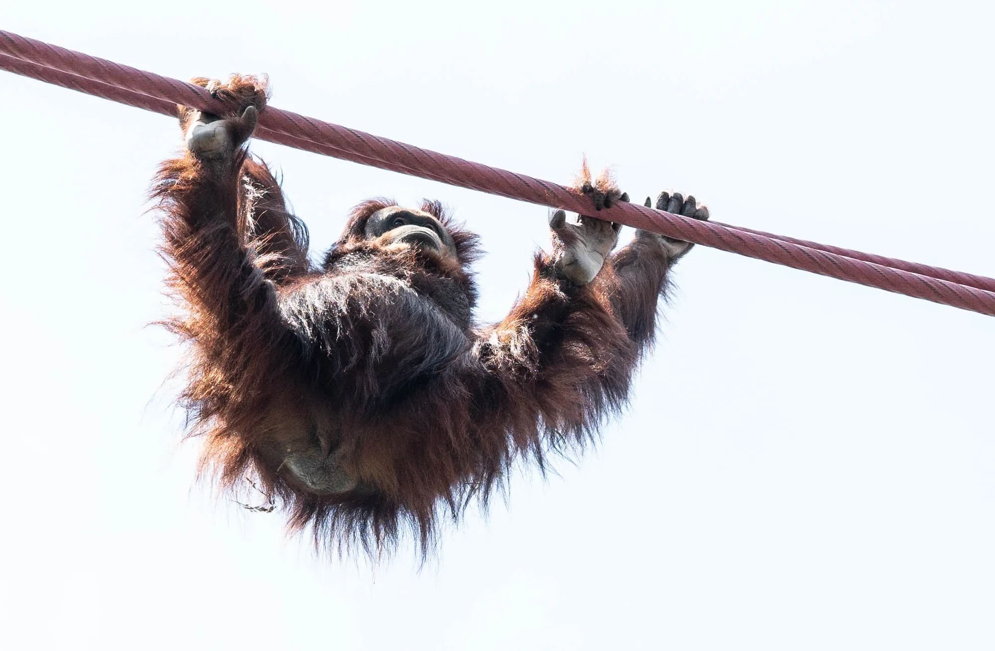 إنسان الغاب يقطع جسرًا معلقًا في سومطرة