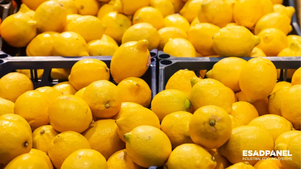 Kreative Lagerungsmethoden für Zitronen bei steigenden Preisen