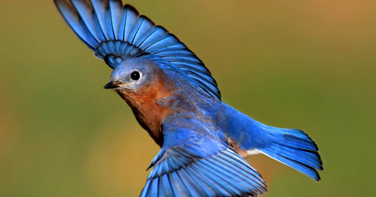 Bird Nests in Jazan: Environmental Balance and Beauty