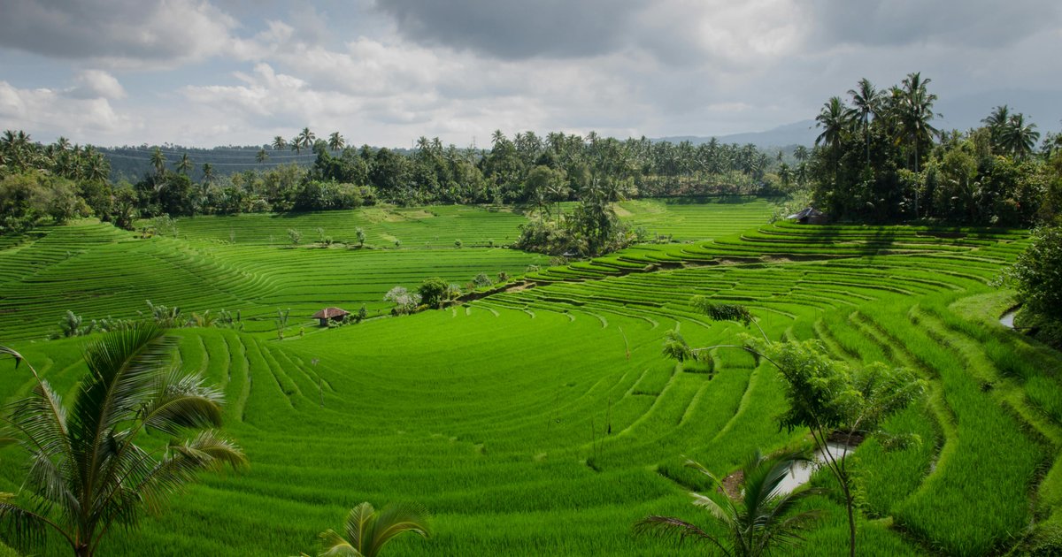 Stabiliser les stocks de riz en Indonésie à 4,5 millions de tonnes