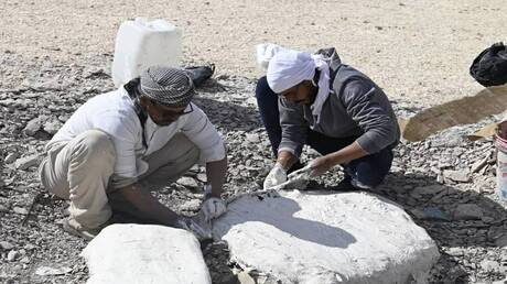 Egypt Reveals Giant Marine Turtle from Dinosaur Era