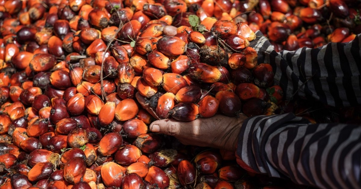 زيادة صادرات قشور النخيل من سومطرة الغربية