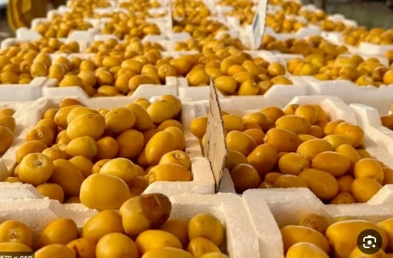 Dattes saoudiennes : une augmentation de 67% des exportations vers le Japon