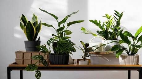 تطوير هيدروجيل حيوي لتحسين كفاءة الري الزراعي