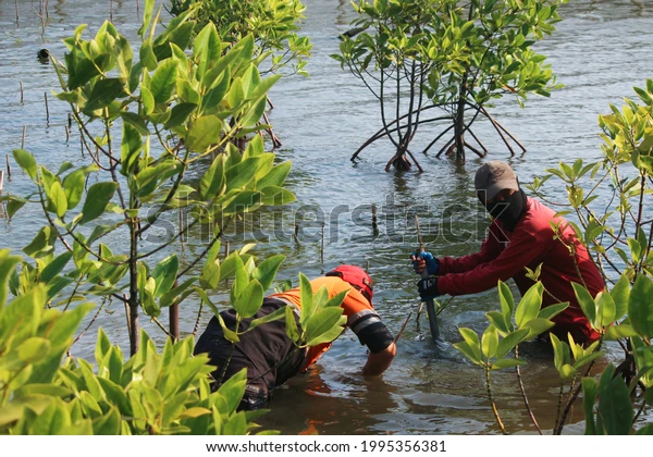 Aufforstung rund um Staudämme in Indonesien fördern