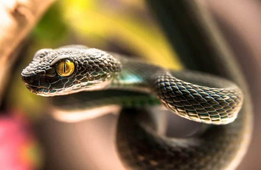 حادثة وفاة سائح ألماني في الغردقة بسبب أفعى كوبرا