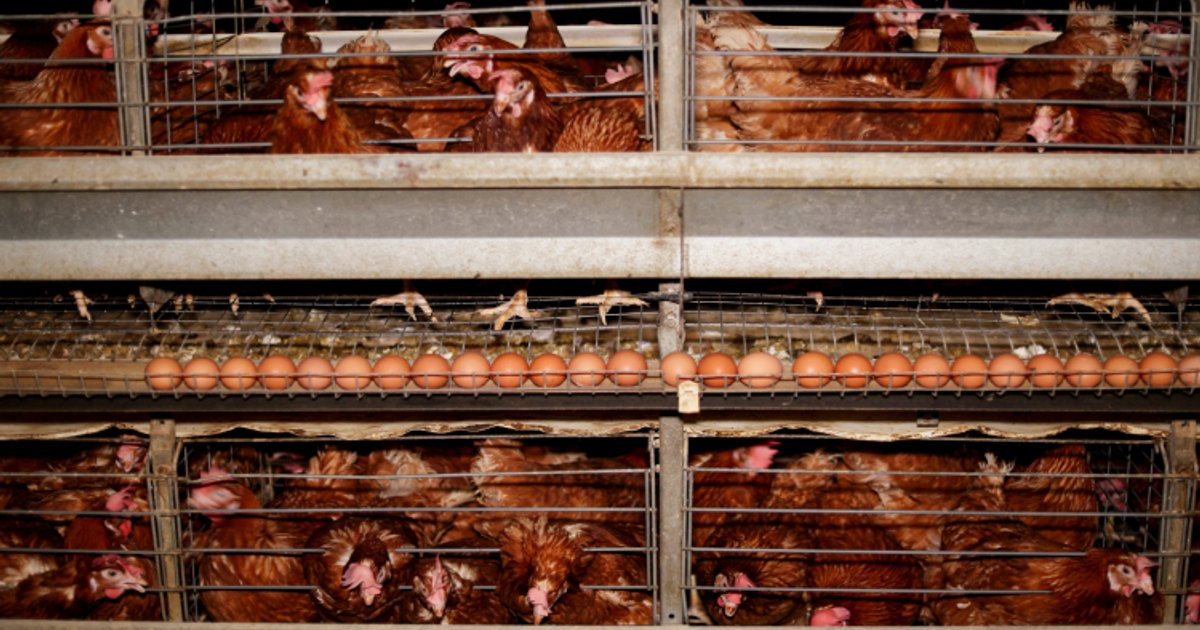 Poultry Price Decline in Egypt and Its Market Impact