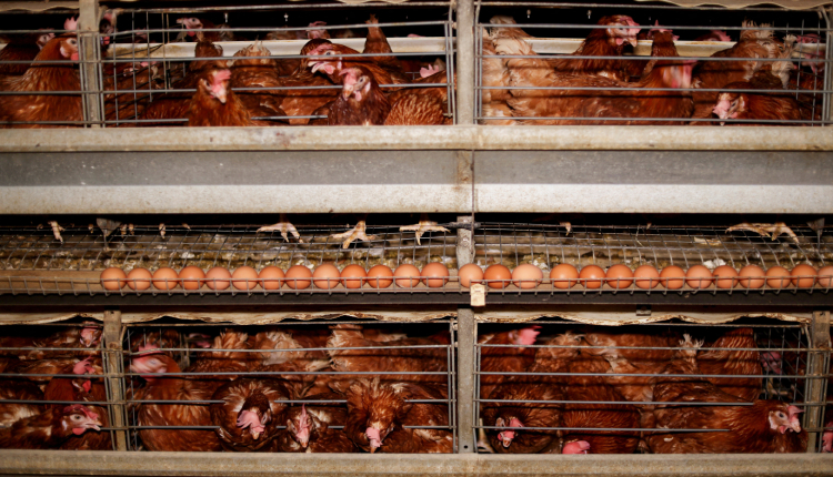 Poultry Price Decline in Egypt and Its Market Impact