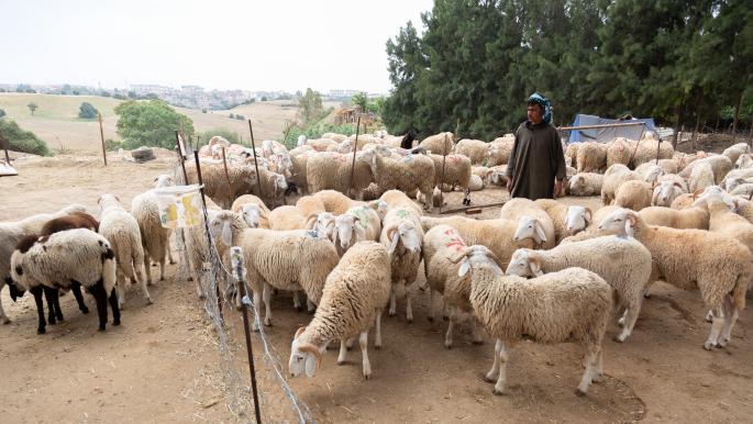 Premières cargaisons de moutons en Algérie pour l'Aïd