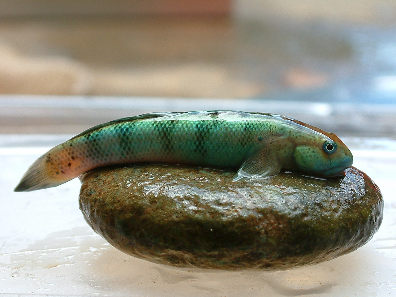 أسماك تتسلق شلالات الكونغو