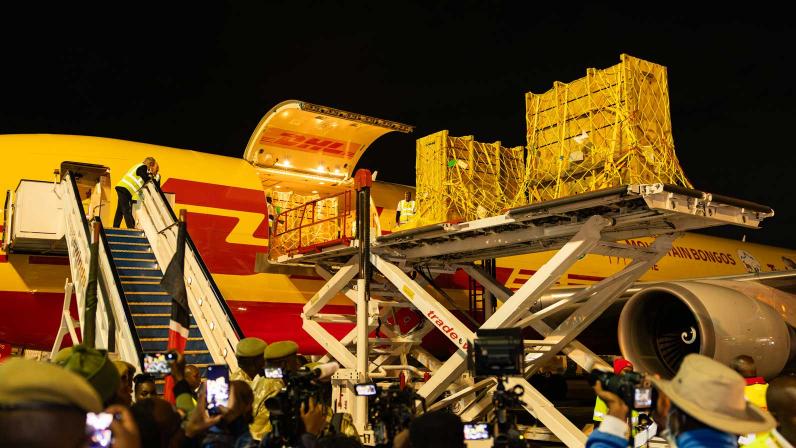 عودة الأيائل المهددة بالانقراض إلى كينيا