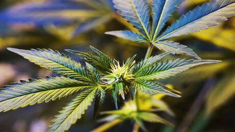 Effets du cannabis sur la testostérone : étude suisse