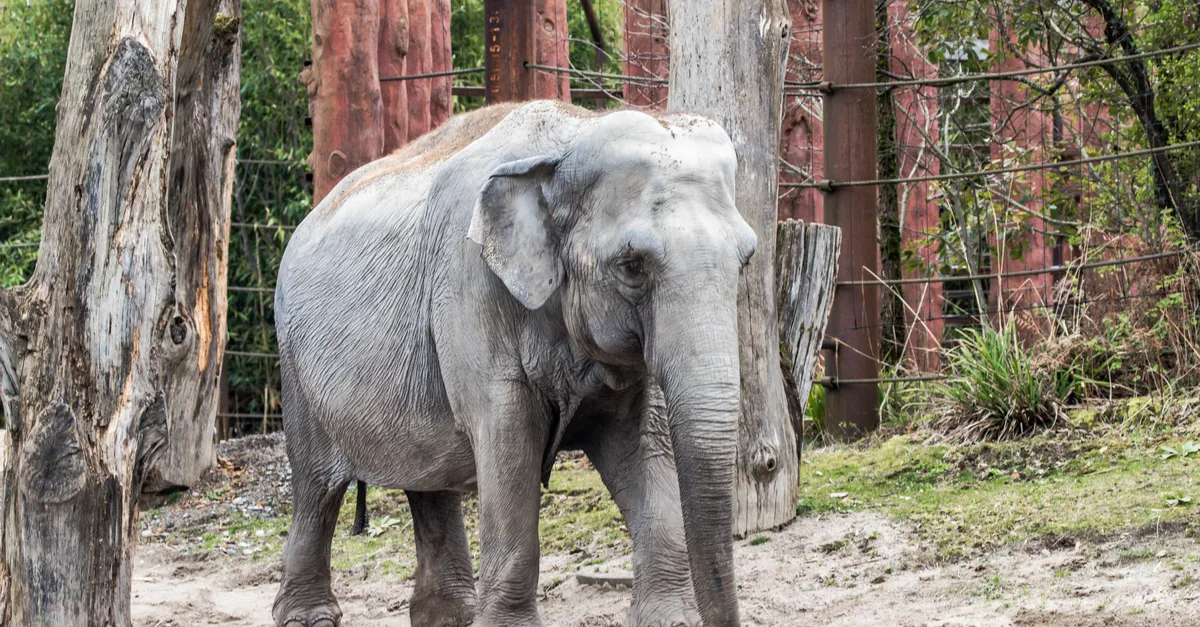 Death of Happy the Elephant and Its Impact on Research