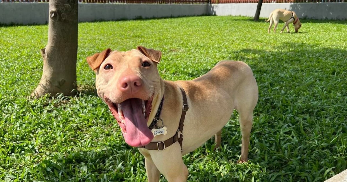 Festnahme eines Verdächtigen mit Hund zur Einschüchterung