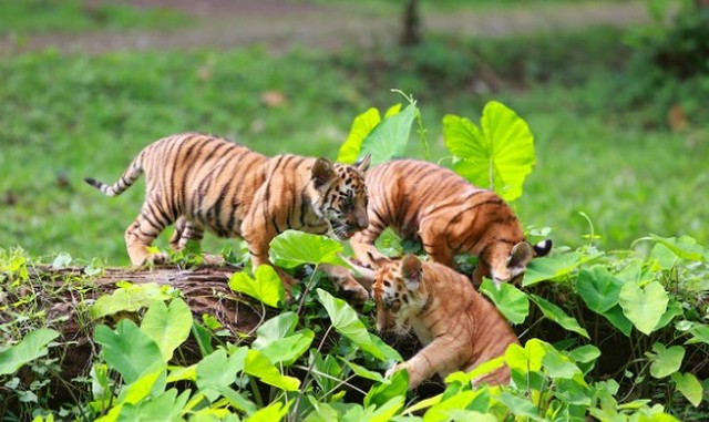 زيارة 30 ألف سائح إلى حديقة راغونان خلال عيد الفصح