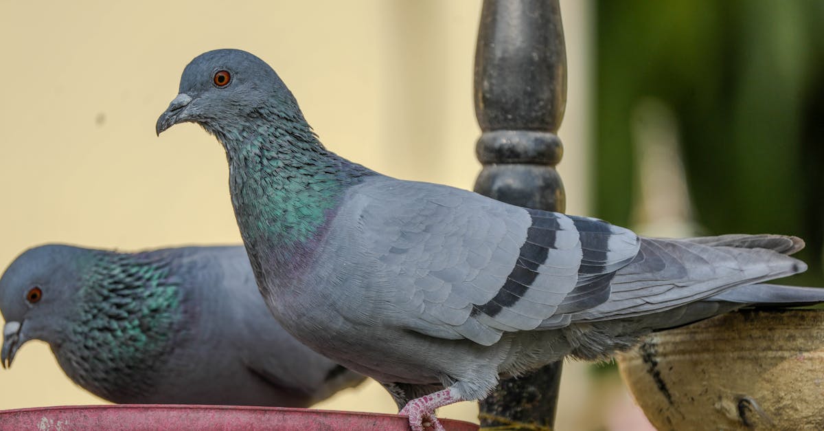 Homing Pigeons and Navigation: New Study Reveals Secrets